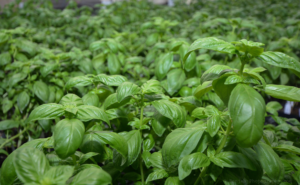 The Beauty of Basil