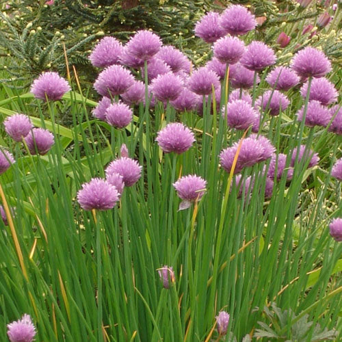 Growing Chives is Easy!