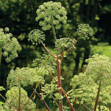 Angelica archangelica - Herb of the Angels