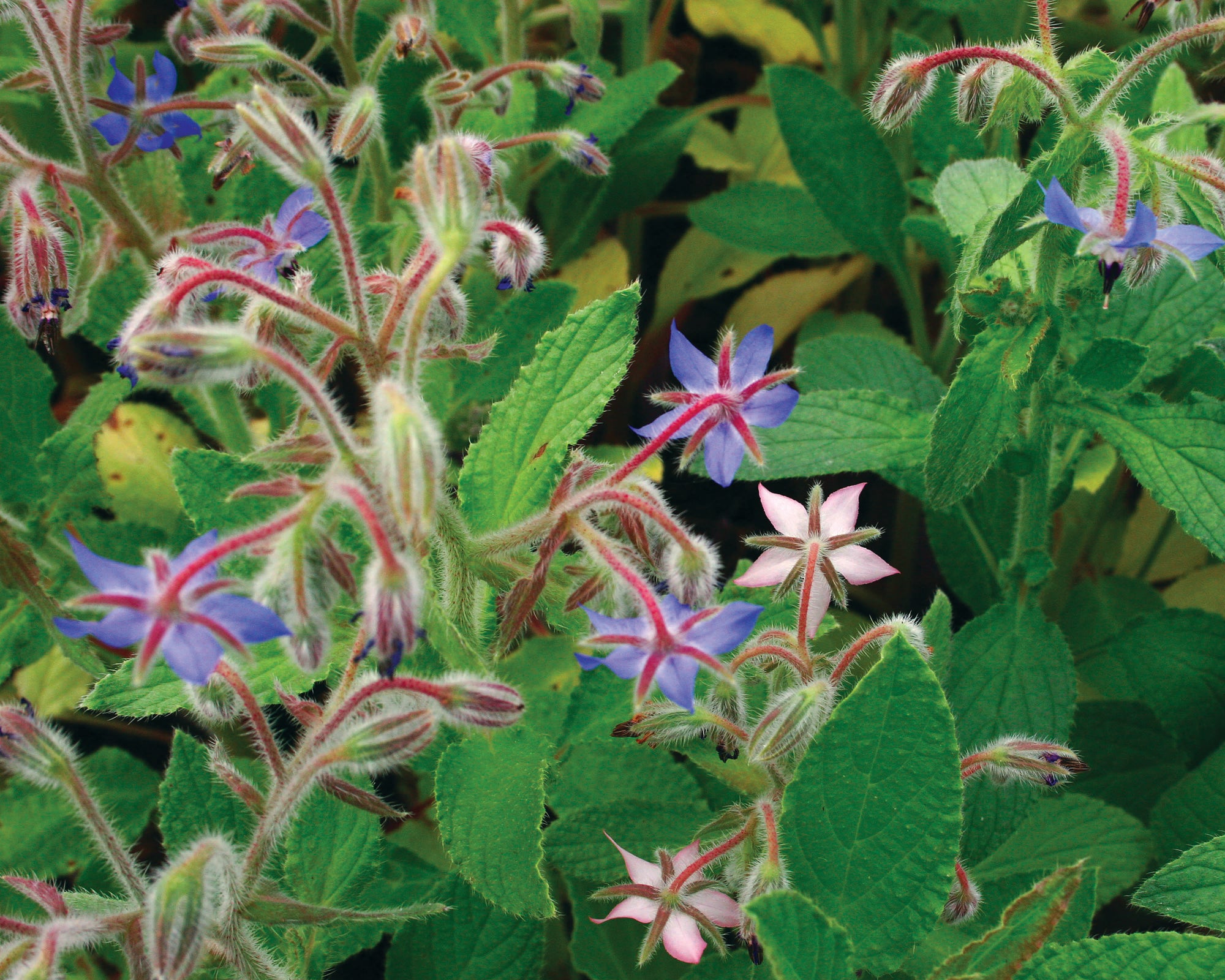 Borage - A Perfect Flowering Herb