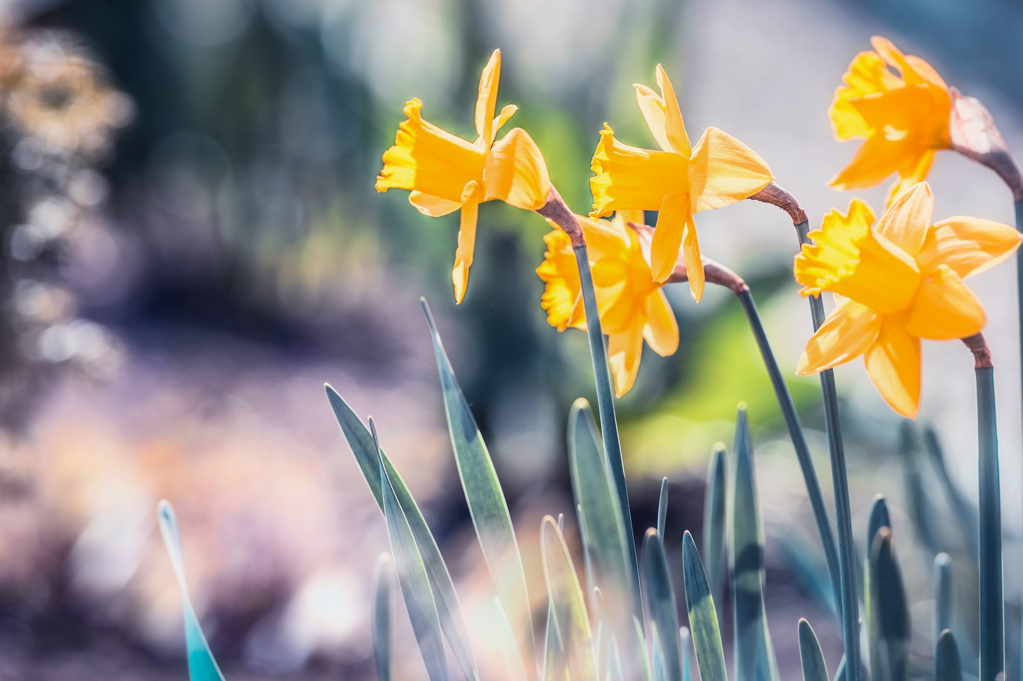 Daffodils Are Easy To Plant!