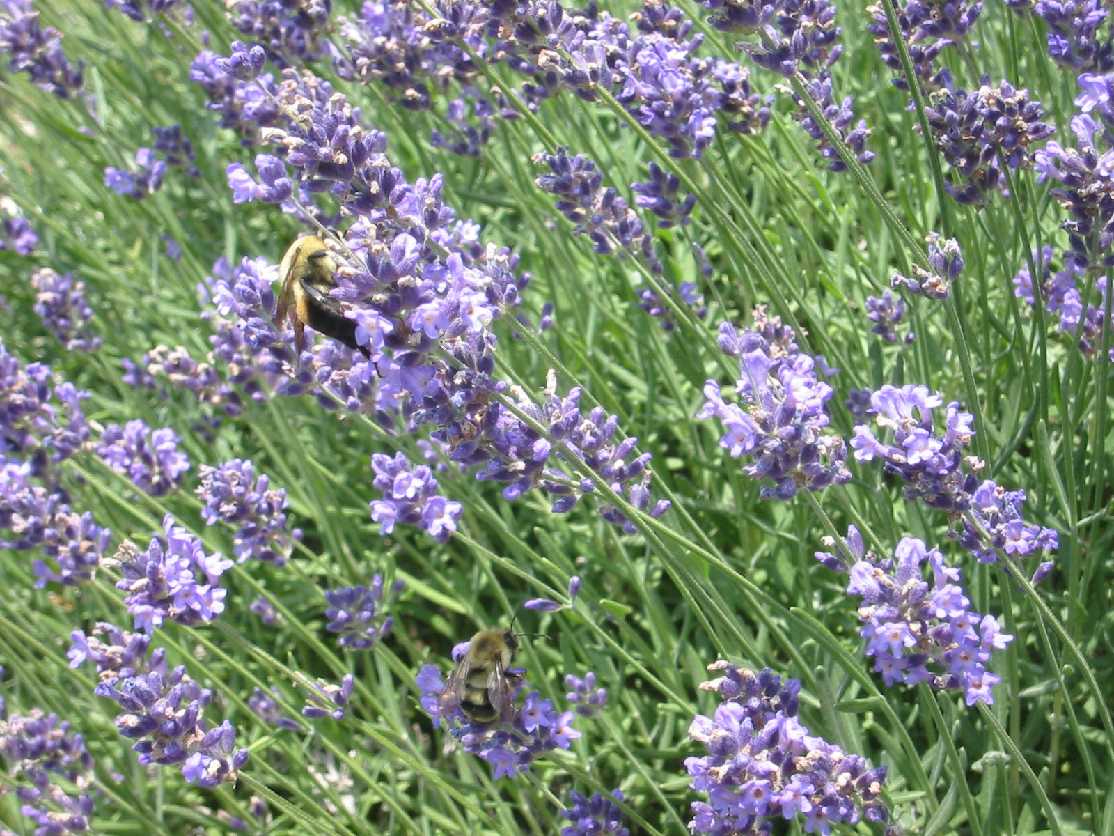 Lavender Fields Forever!