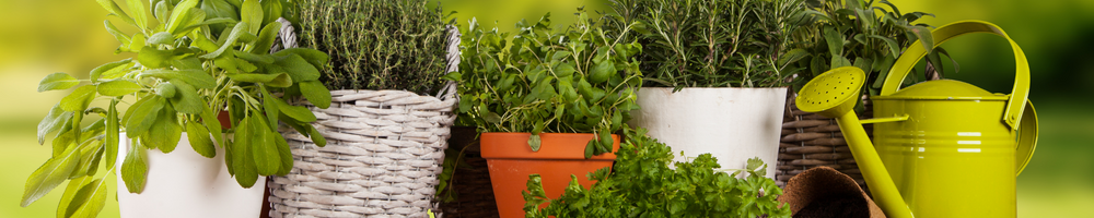 Hints for Healthy Indoor Herbs!