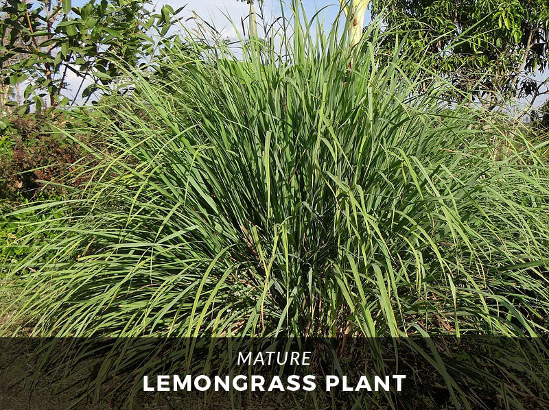 The Wonder of Lemongrass Plants