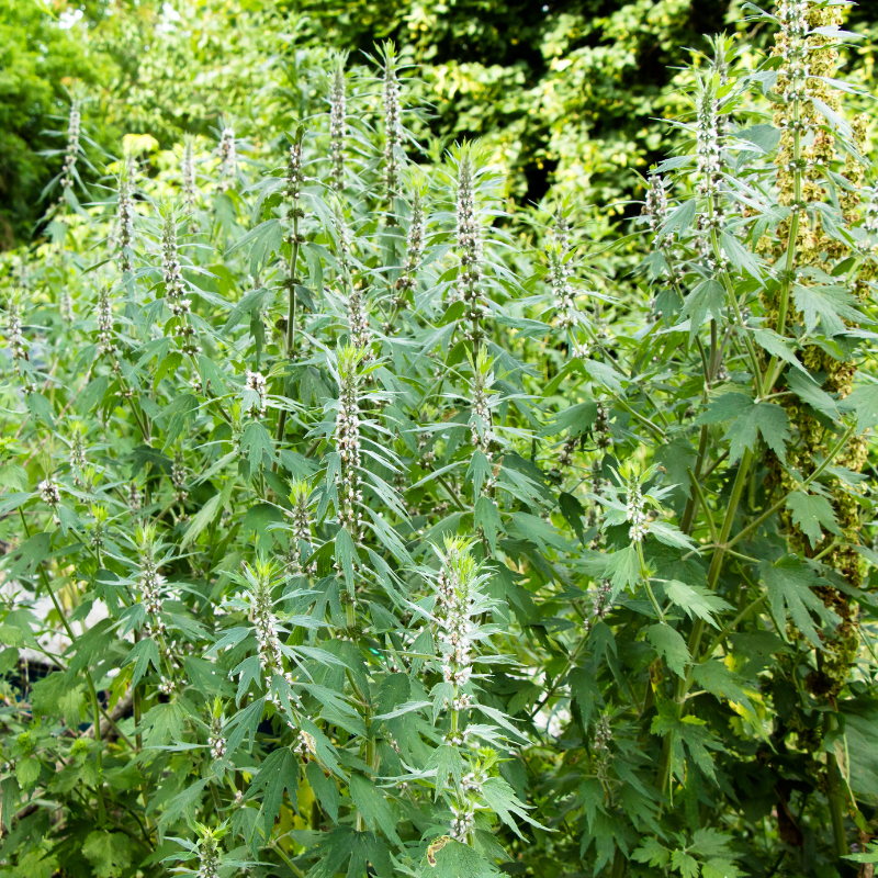 Motherwort