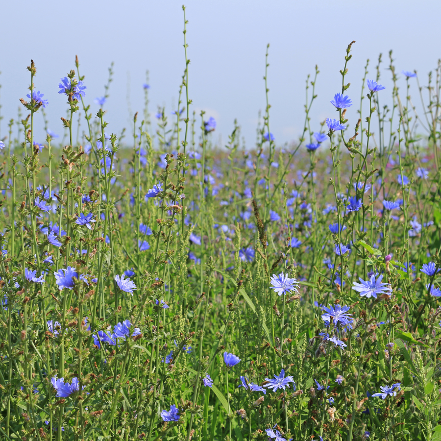 planting chicory seeds Chicory – The Growers Exchange