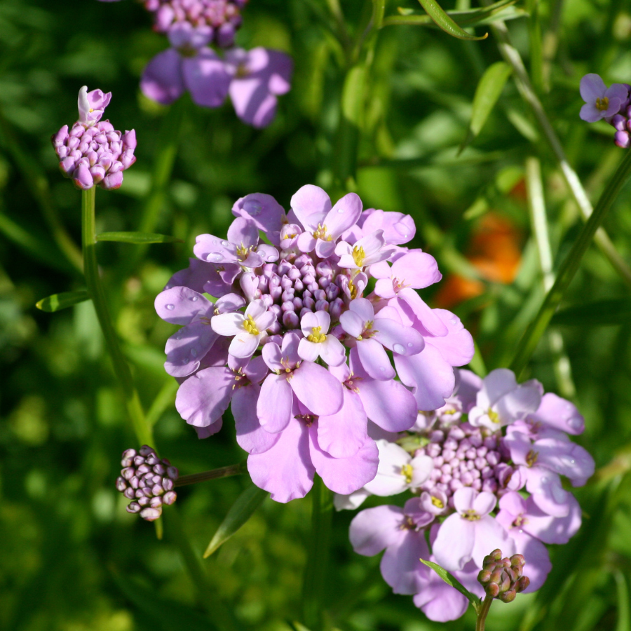 verbena lavender plant Iberis 'First Flush Lavender' Plants for Sale