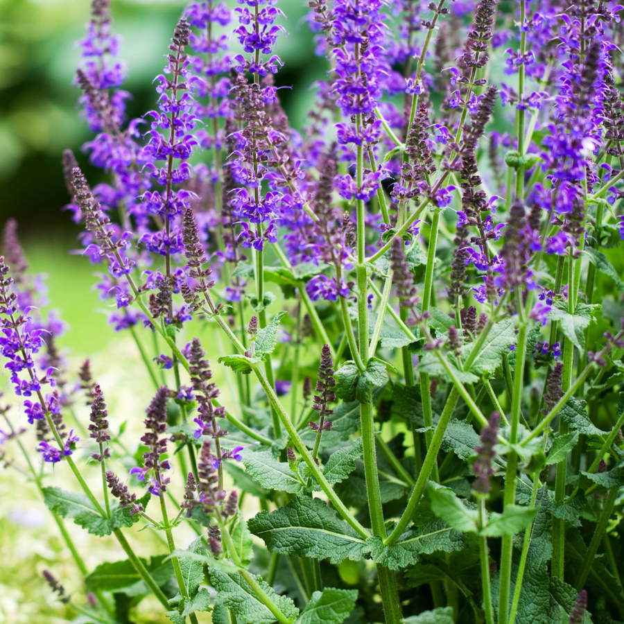 lavender and sage plants Sage 'May Night'