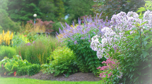 Native Herbs