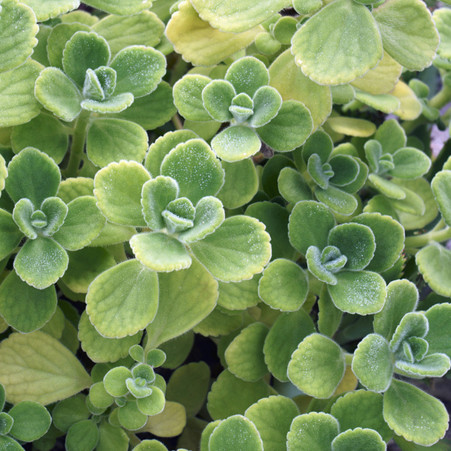 succulent in tagalog Vicks Plant