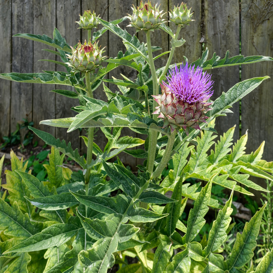 best fertilizer for artichoke plants Artichoke 'Imperial Star'