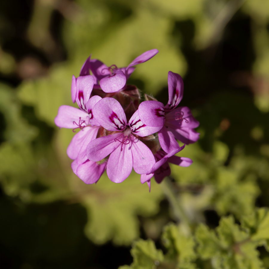 indoor geranium plants for sale Scented Geranium 'Attar of Rose'