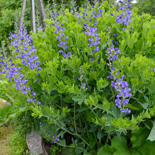 Blue Wild Indigo