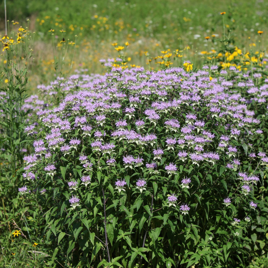 bee palm plant Bergamot Bee Balm Plants For Sale