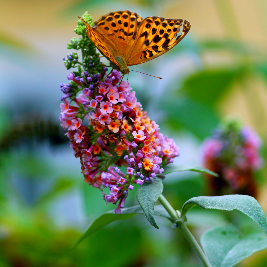 100 mixed colors butterfly bush buddleia davidii flower shrub seeds Butterfly Bush 'Bicolor'