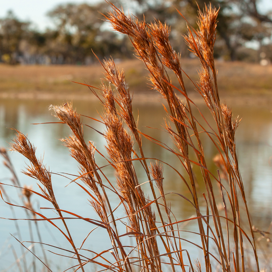 Big Bluestem Grass