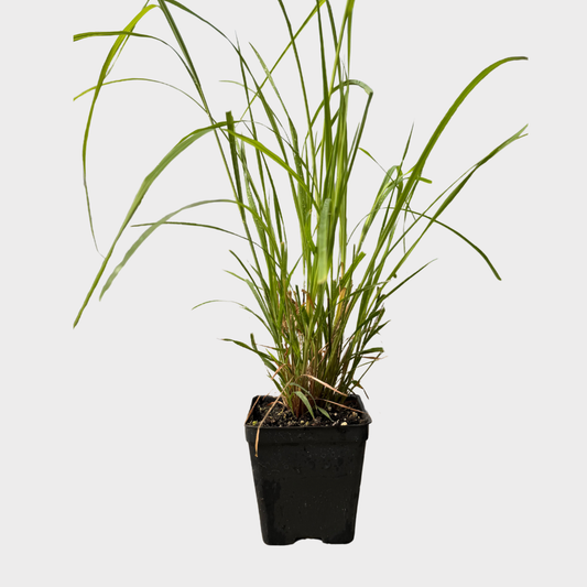Big Bluestem Grass