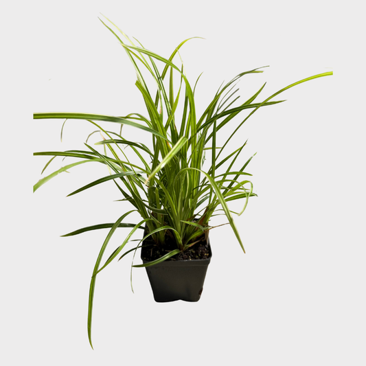 Carex 'Ice Dance'