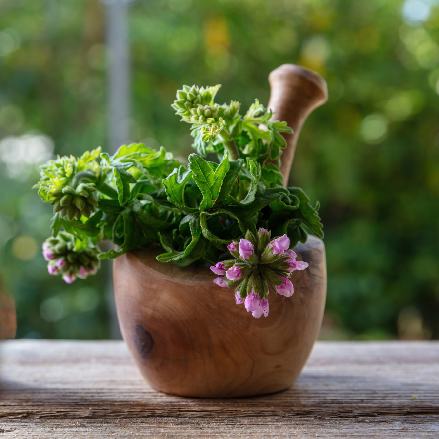citronella geranium seeds Citronella Geranium Plants for Sale