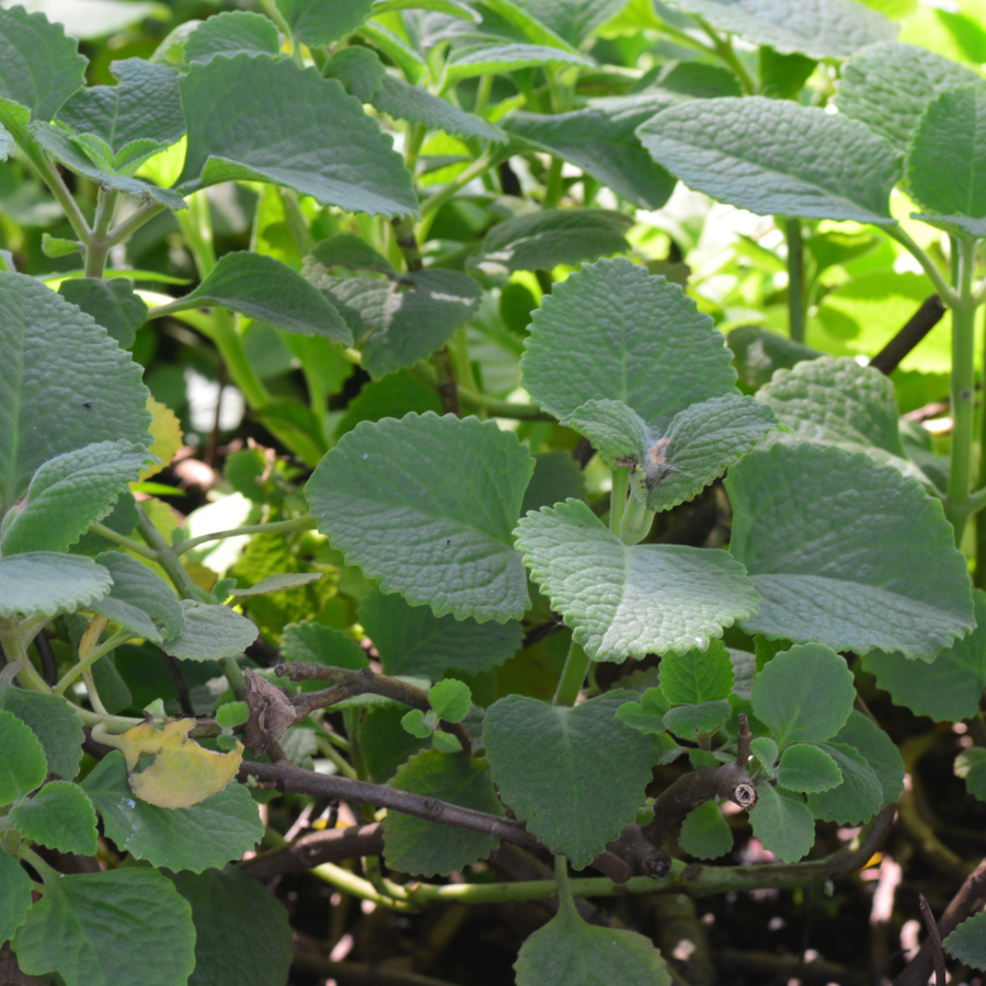 succulent oregano Cuban Oregano Plants For Sale | Plectranthus amboinicus