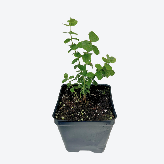 Eucalyptus 'Baby Blue'