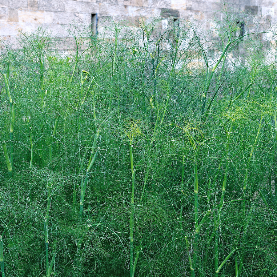 fennel indoor plant Fennel 'Green'
