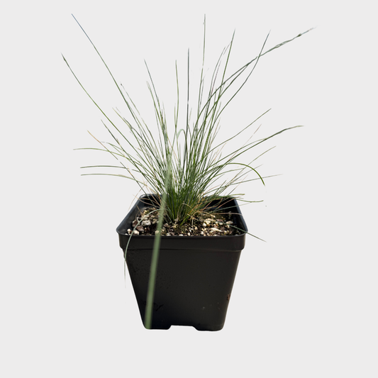Fescue, Blue