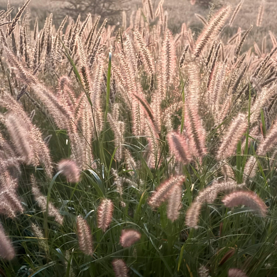 Fountain Grass 'Red Buttons'