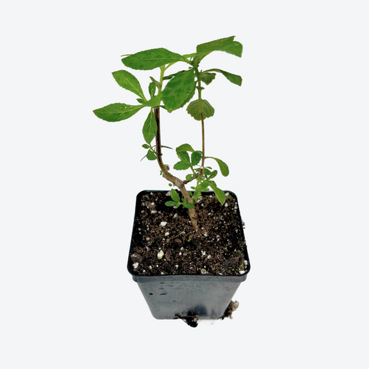 Butterfly Bush 'Golden Glow'