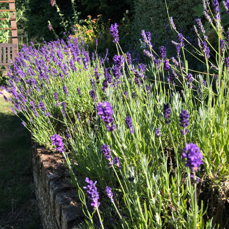 pictures of english lavender plants Lavender 'Hidcote'