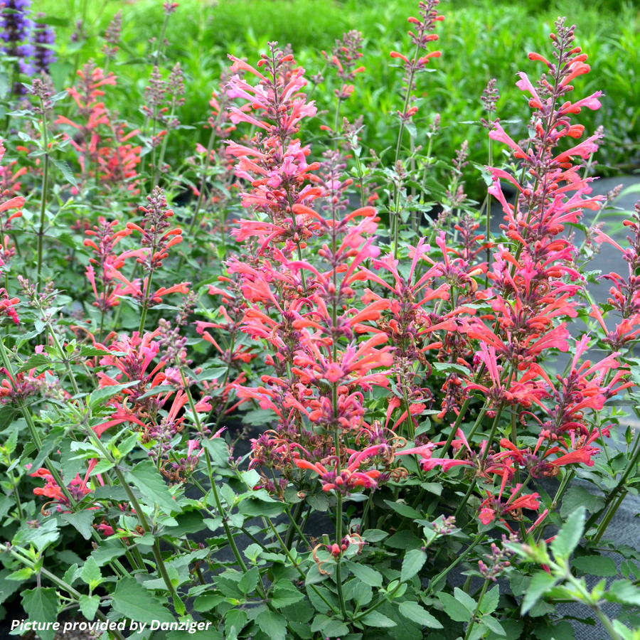 Hyssop 'Kudos Coral