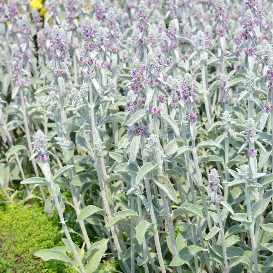 lambs ear indoor plant Stachys 'Lambs Ear'