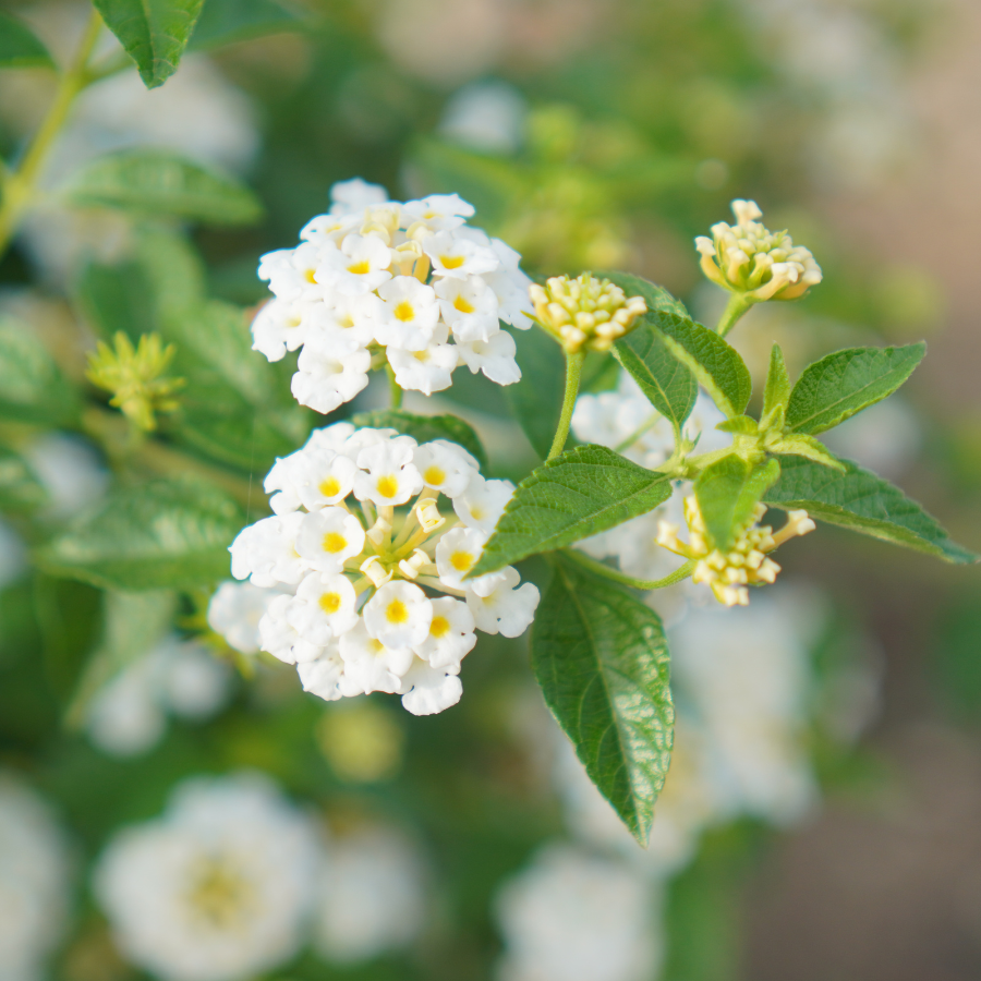 lantana flower seeds for sale Lantana Trailing White Plants For Sale