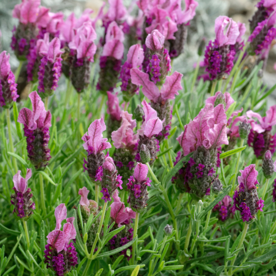 lavender pink plant Lavender 'Pretty in Pink'
