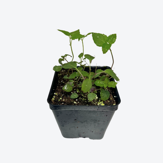 Lemon Scented Bee Balm