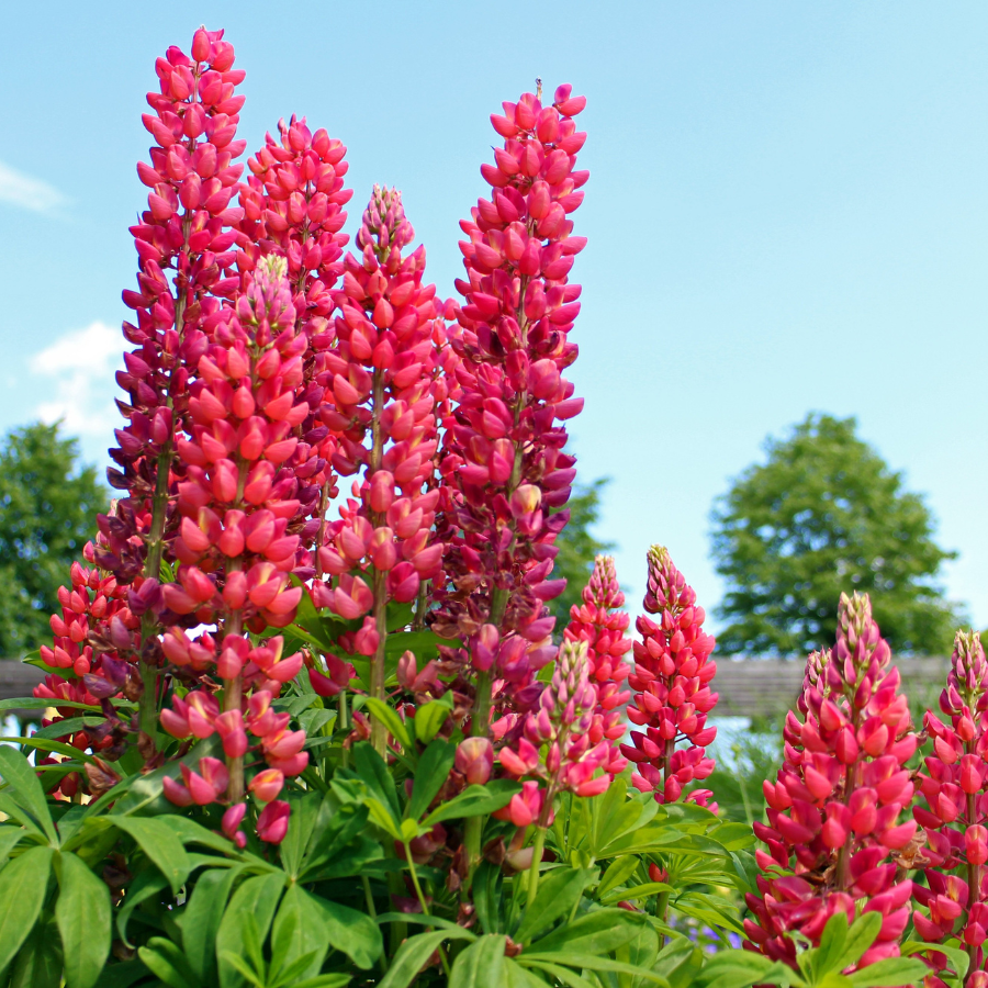 Lupine 'My Castle