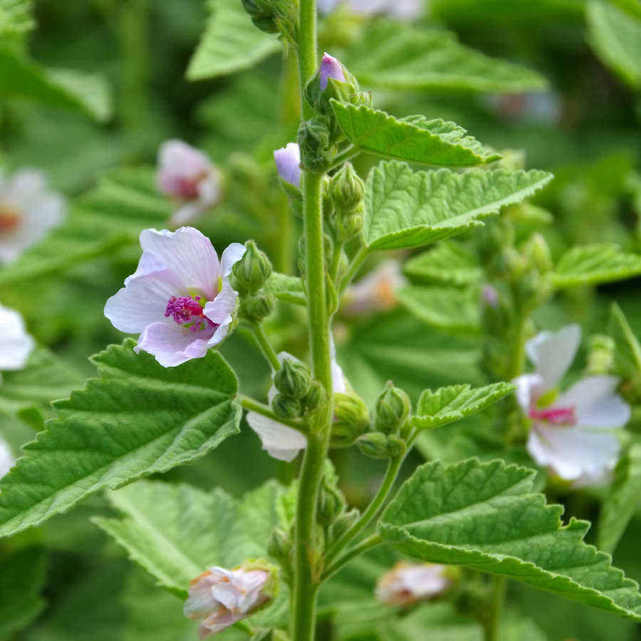 Bulk 400g Dried Organic Marshmallow Leaf - Althaea Officinalis - Free Shipping