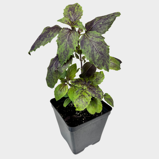 Basil 'Aromatto'
