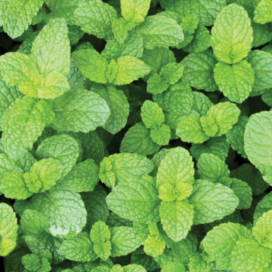 strawberry mint plant seeds Mint 'Strawberry'