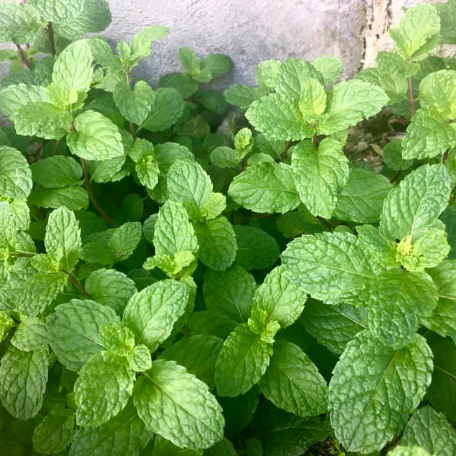 mint plants and snakes Mint 'Peppermint'