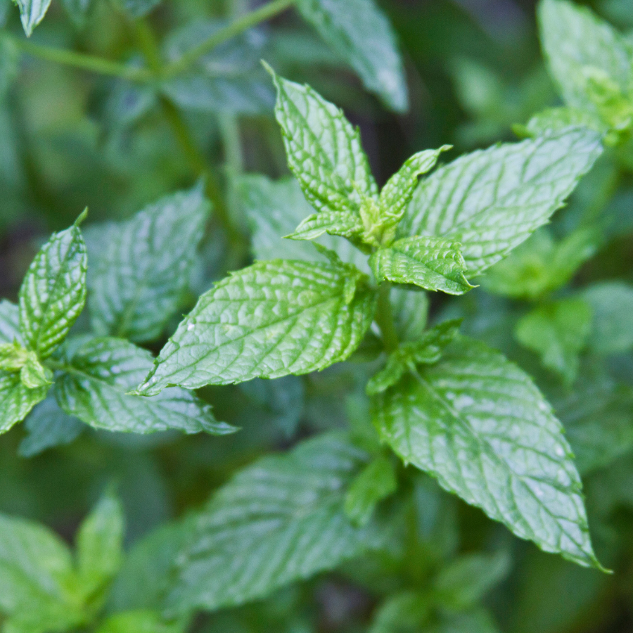 thumbnail image 2 of Spearmint Mint Live Plant (Mentha Spicata) - 4-Inch Pot, Fresh Herb Plant 2 of 13