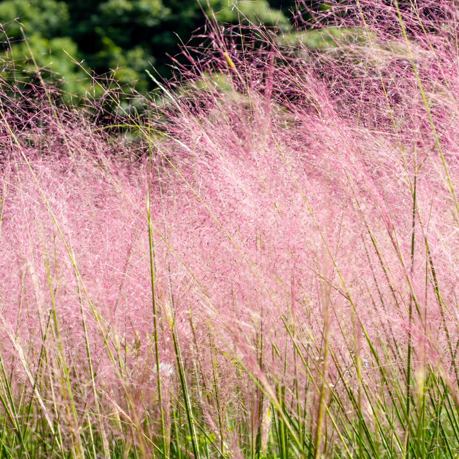 Muhly Grass, Pink