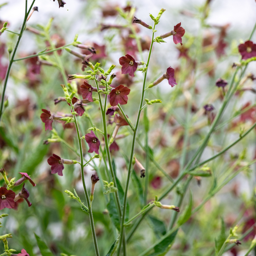 Nicotiana 'Bronze Queen'