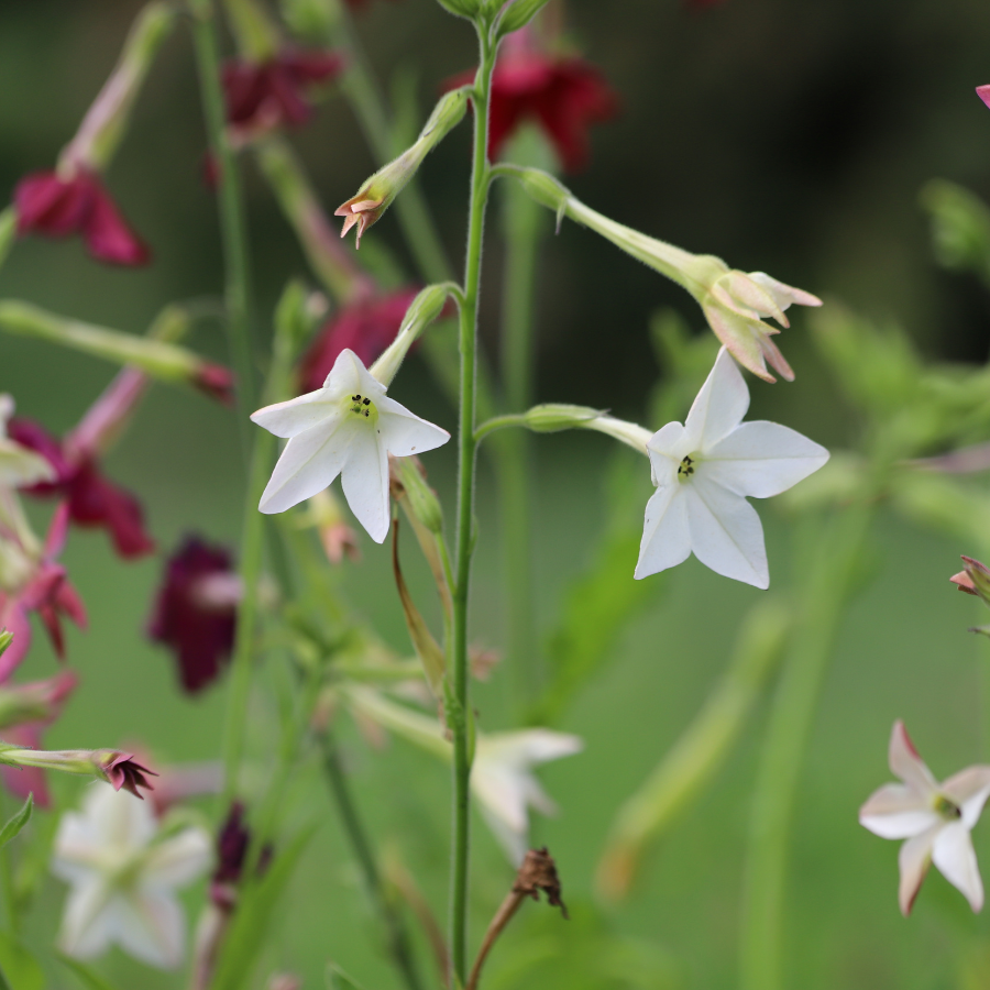 Nicotiana 'Starlight Dancer'