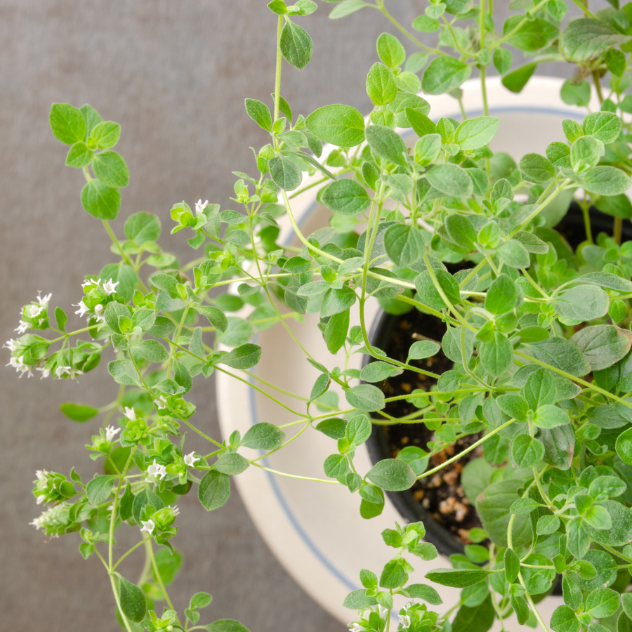 oregano succulent plant Italian Oregano Plants For Sale | Origanum x Majoricum