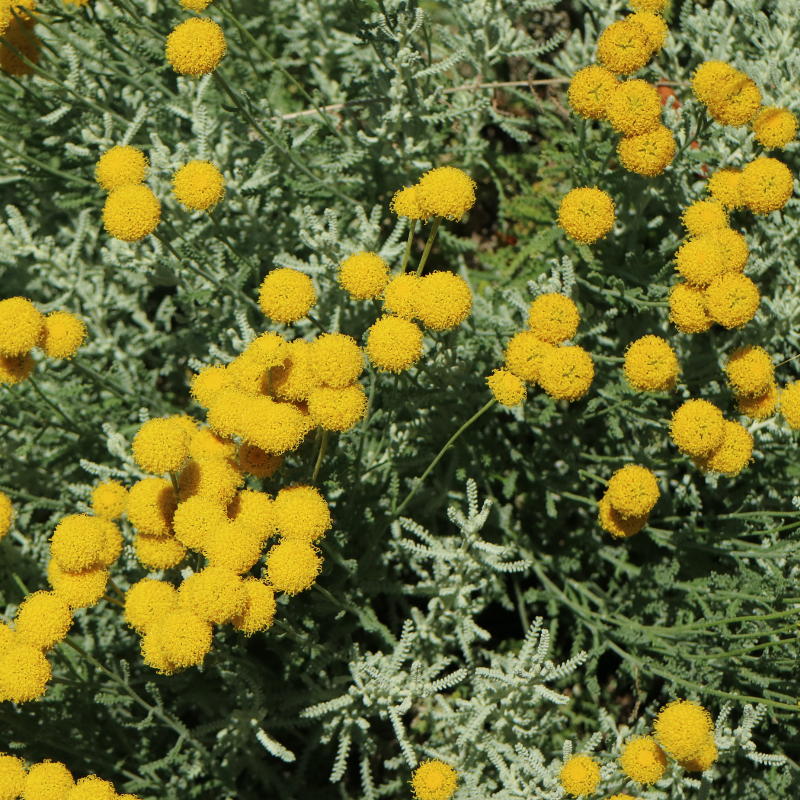 lavender plant with yellow flowers Lavender Cotton