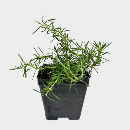 Phlox 'Scarlet Flame'