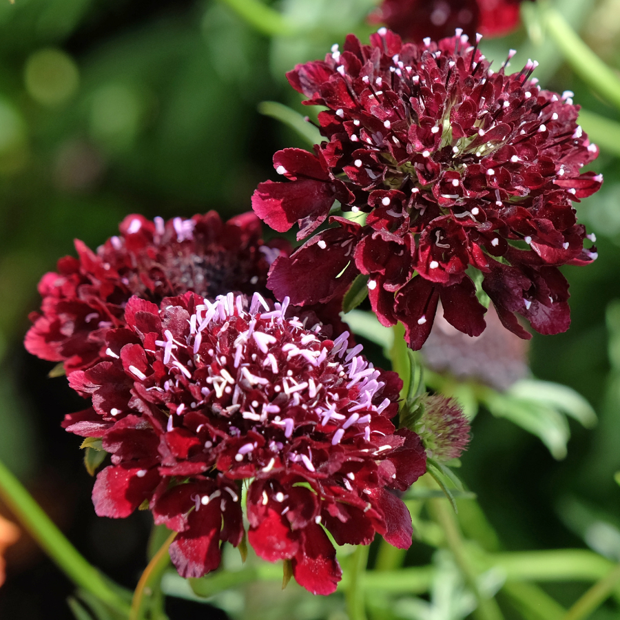 Pincushion 'Double Red'