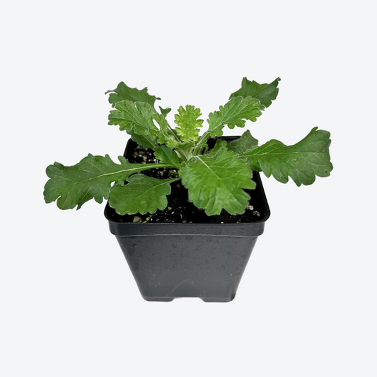 Pincushion 'Vivid Violet'