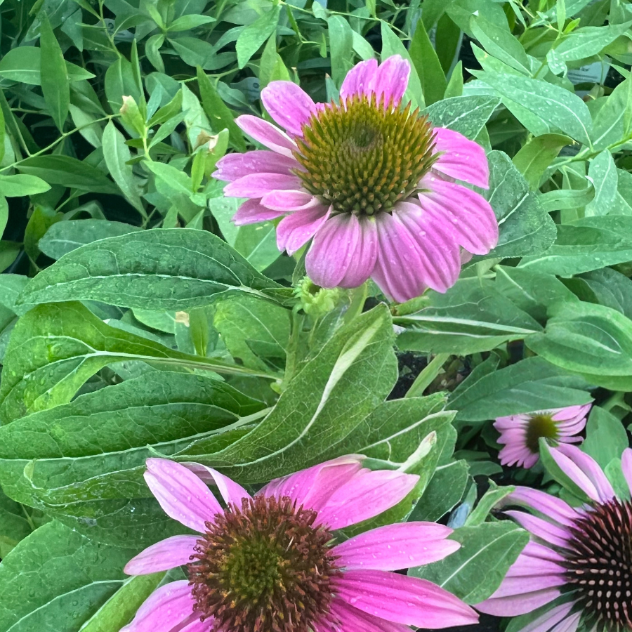 Echinacea, Purple Coneflower
